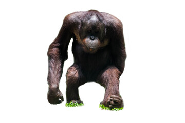 Orangutan monkey isolated