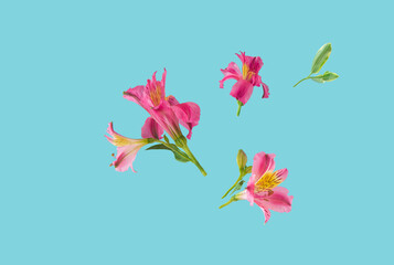 Pink wild lilies flowers are flying against a blue background. Creative concept of floral pattern. Front view. Copy space.