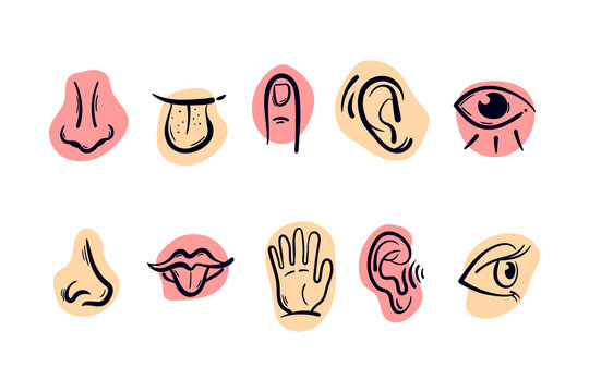 Collection of hand drawn simple doodle icons representing five senses. Human organs drawing vector sketch illustration