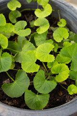 Gotu Kola plant growing in a pot