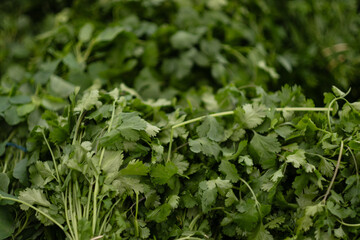 A pile of fresh green cilantro for sale at a farmers market.