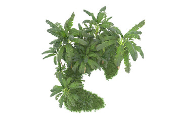 Tropical island isolated on transparent background. 3d rendering - illustration