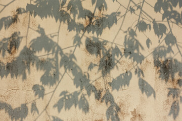 Leaf shadow on old wall surface	