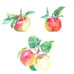 Apples pencil drawing isolated on white background set for all prints. Botanical illustration.