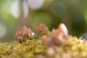 森の小さなキノコ