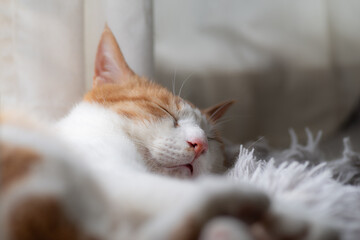 熟睡する猫　茶トラ白