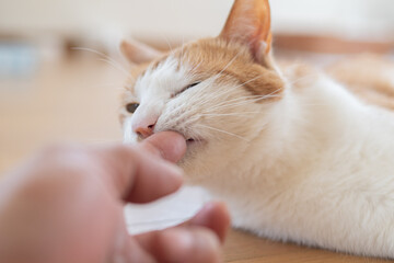 猫と触れ合う　茶トラ白