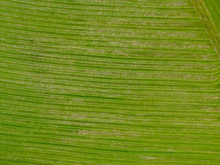 Corn field of green corn stalks and tassels, aerial drone photo above corn plants. High quality photo. High quality photo