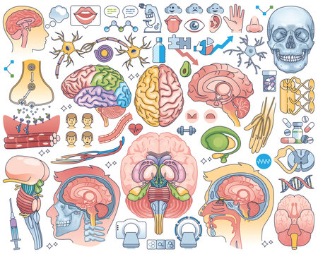 Human brain parts or anatomical head inner organs outline collection set. Elements with medical neural process, internal physiology or body cells or tissues vector illustration. Sensory biology items