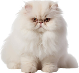 persian cat figure body style white background.