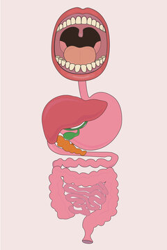 Image of human digestive system gastrointestinal tract liver mouth with teeth and mouth illustration