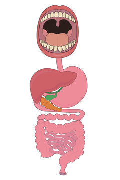 Image of human digestive system gastrointestinal tract liver mouth with teeth and mouth vector illustration
