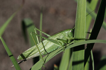 Macro photo of a large green grasshopper on an iris leaf in a flower bed in a garden on a summer morning