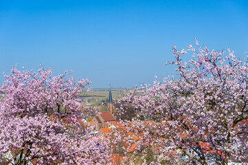 Mandelblüte mit Blick zur Protestantischen Kirche in Birkweiler. Region Pfalz im Bundesland...