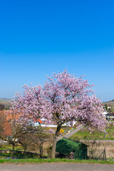 Landschaft mit blühenden Mandelbäumen bei Birkweiler. Region Pfalz im Bundesland Rheinland-Pfalz in Deutschland