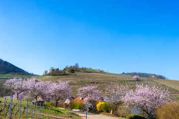 Landschaft mit blühenden Mandelbäumen bei Birkweiler. Region Pfalz im Bundesland Rheinland-Pfalz...