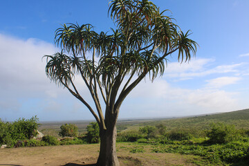 Obraz premium African Tree