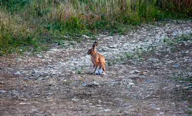 Hare standing in a field