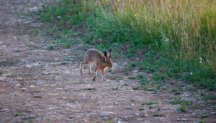 Hare standing in a field