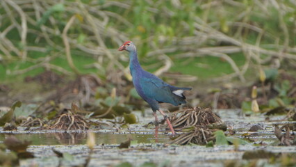 Purple Swamphen on the lake 