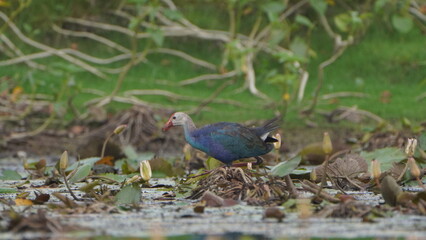 Purple Swamphen on the lake 