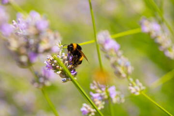bee on a flower