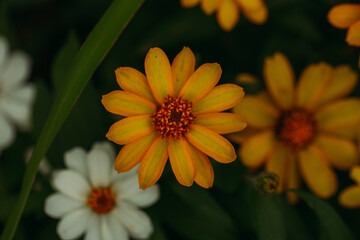 yellow flower in the garden