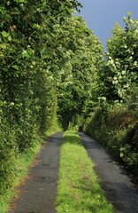 Country lane in rural Ireland bordered by trees in foliage and bathed in sunlight after rain