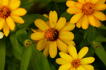 Flowers nature background. Garden. Flowers. Photo. Nature. Macro