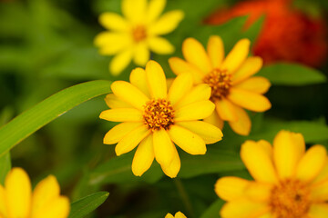 yellow flower