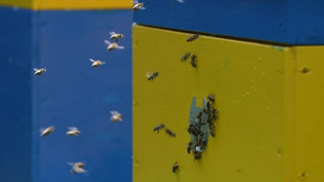 Honey bees fly next to the bee hive in the apiary to collect honey, close up. Beekeeping in countryside, slow motion