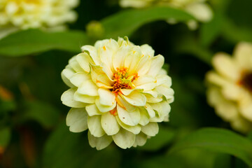 yellow dahlia flower