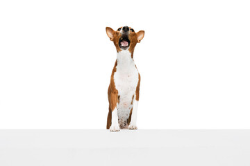 Fototapeta premium Studio shot of white-red purebred Basenji dog posing isolated over white background. Concept of animal care, fashion and ad
