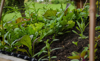 Flower pots and raised bed with many green flowers and plants on a sunny summer day on a backyard terrace.