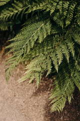 Fern bush top view vertical photo in sunlight