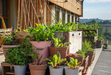 Flower pots and raised bed with many green flowers and plants on a sunny summer day on a backyard terrace.