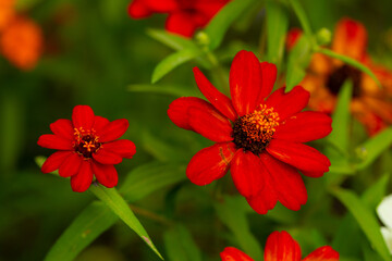 Flowers background. Natural flowers background. Sunlight