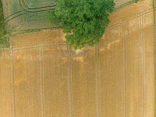 Aerial view of trees beside agricultural field in rural farming area.