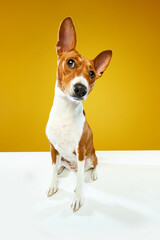 Wide angle view shot. Funny Basenji dog with red-white color fur looking at camera over yellow color studio background