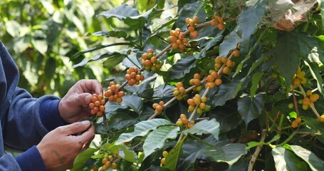 Man Hands harvest yellow coffee bean ripe berries plant fresh seed coffee tree in green eco organic farm. Close up hands harvest yellow ripe coffee seed robusta arabica berry harvesting coffee farm
