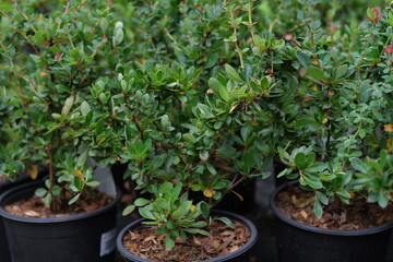 Compact dwarf evergreen shrub Berberis buxifolia Nana. Box-leaved Barberry, Magellan barberry, Box-leaf barberry