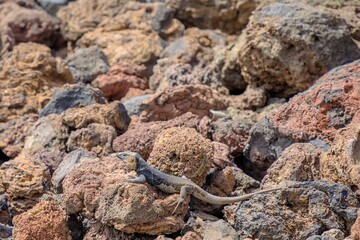 The Gallotia stehlini is a giant lizard species found solely on Gran Canaria island. Its distinctive looks and intriguing actions have made it a widely studied and observed creature.