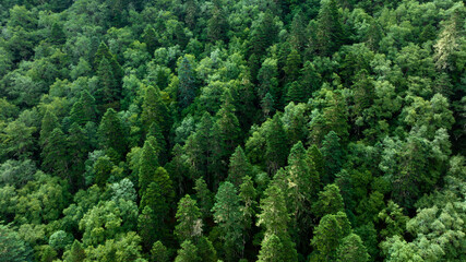 Beautiful forest landscape in Sichuan,China