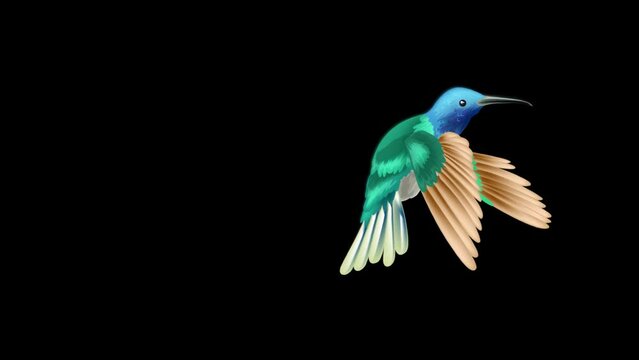 Hummingbird