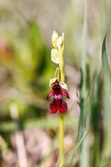 Fly orchid flowering in the summer