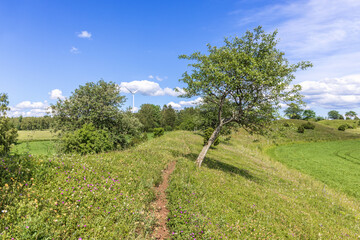 Fototapeta na wymiar Footpath on a flowering meadow on a hill