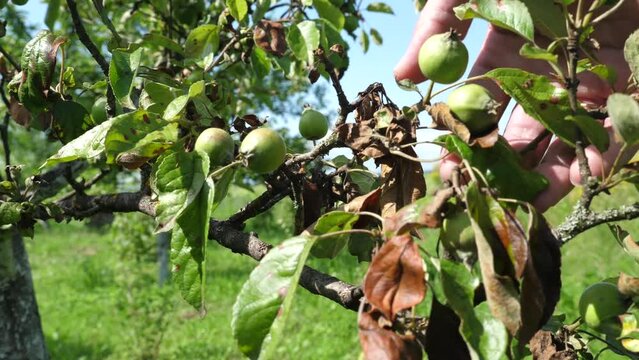 A farmer examines the dry leaves of an apple tree. Gardening. Diseases and pests of apple trees.