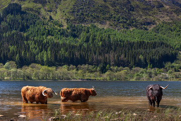 Highland cows cooling off in Loch Lubnaig in hot weather, central highlands of Scotland.