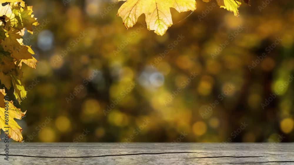 Wall mural abstract autumn forest with border of maple fall leaf and empty wooden tree bole as product display,