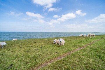 Sheep grazing on a dike of the IJsselmeer